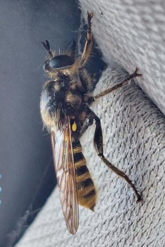 Choerades fimbriata
